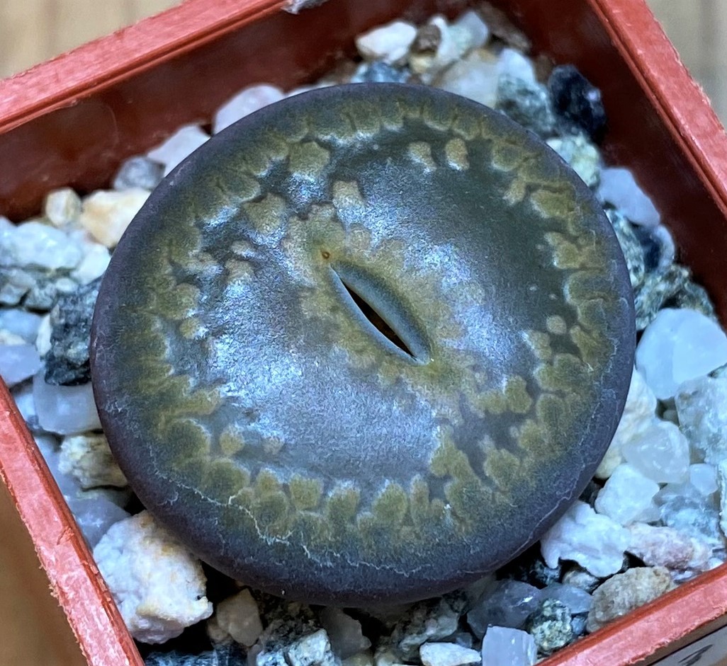 SH27833 Lithops aucampiae