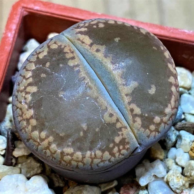 SH27835 Lithops aucampiae