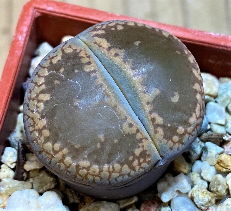 SH27835 Lithops aucampiae