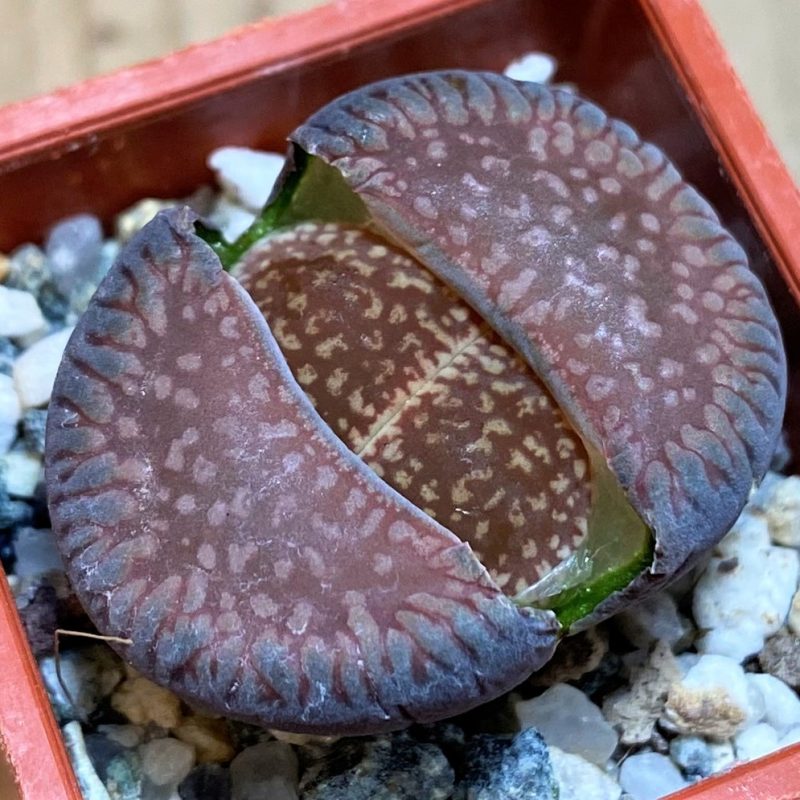 SH27836 Lithops aucampiae ssp. euniceae LMP4