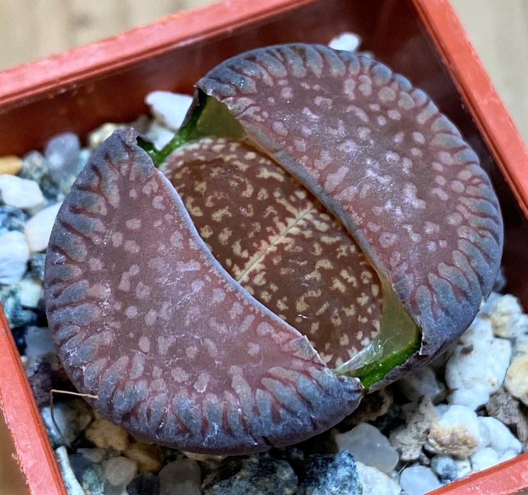 SH27836 Lithops aucampiae ssp. euniceae LMP4