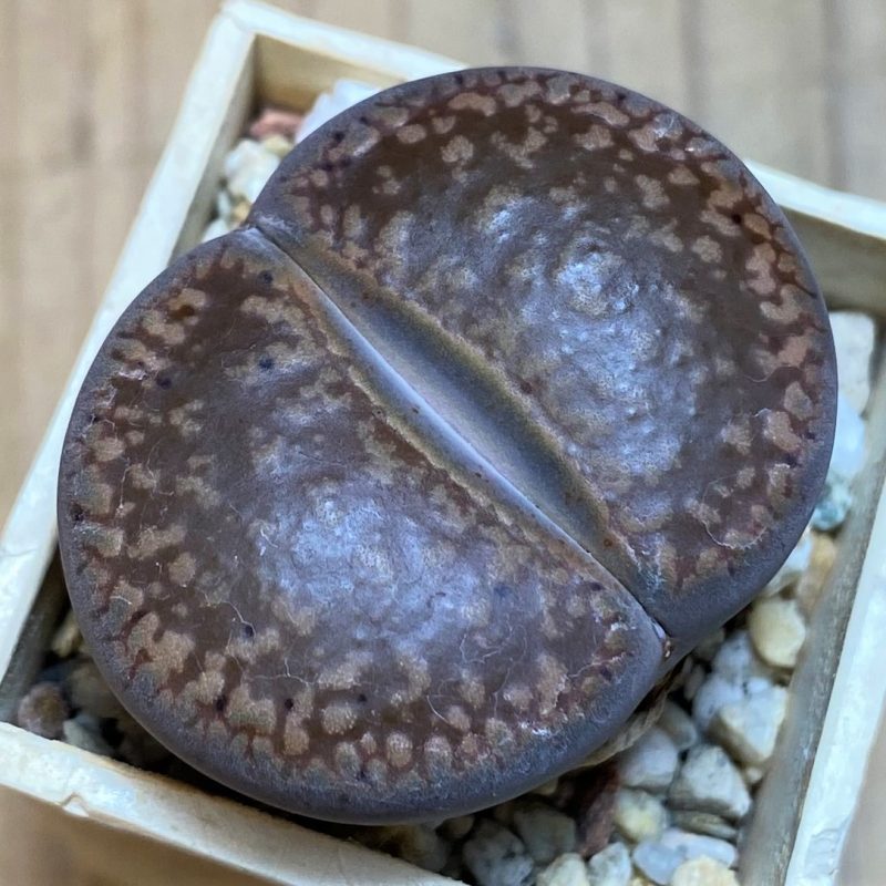 SH27837 Lithops aucampiae