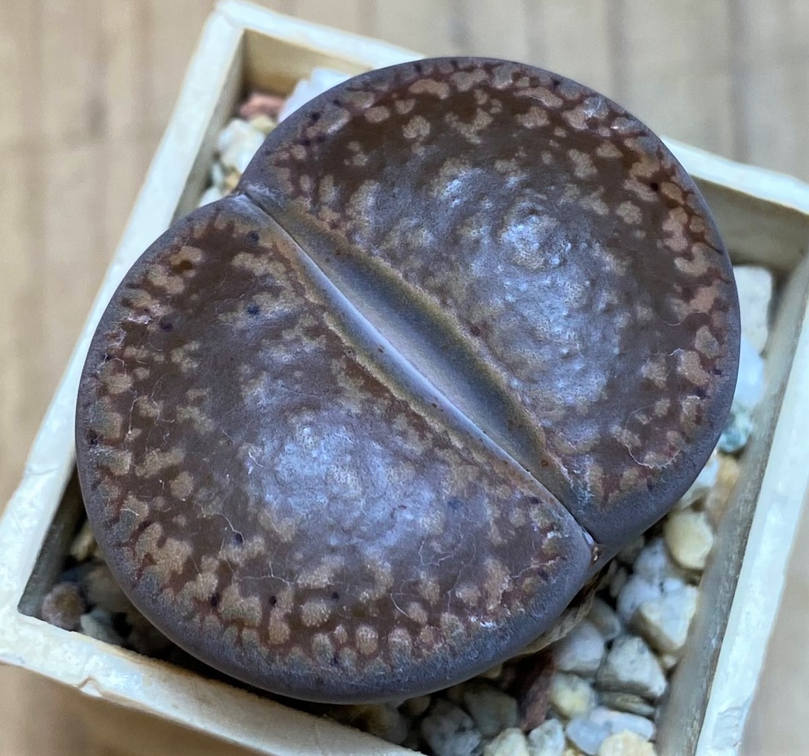 SH27837 Lithops aucampiae
