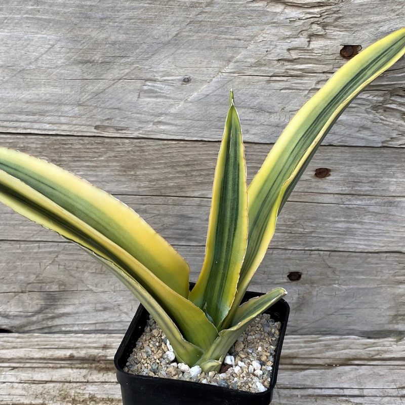 SH27896 Sansevieria 'Katana'