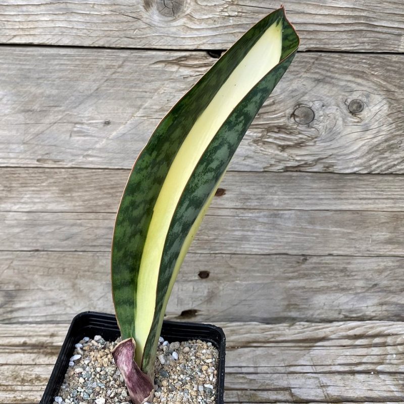 SH27897 Sansevieria masoniana ‘Mediopicta’