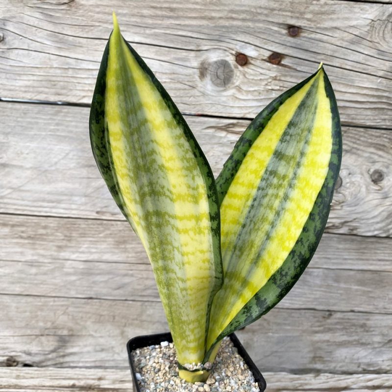 SH27900 Sansevieria 'Futura Hendrika'