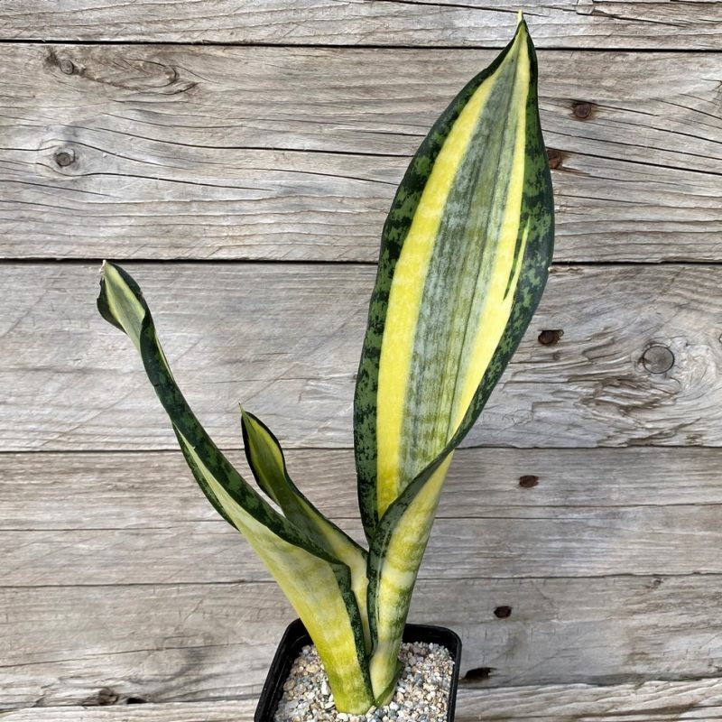 SH27901 Sansevieria 'Futura Hendrika'
