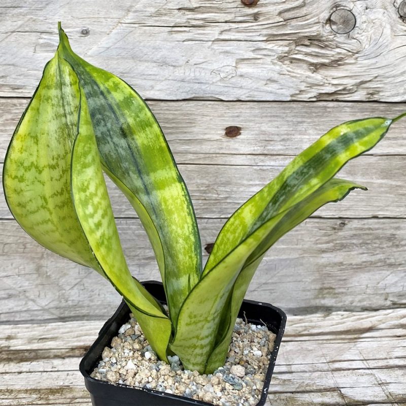 SH27874 Sansevieria 'Futura Gold'