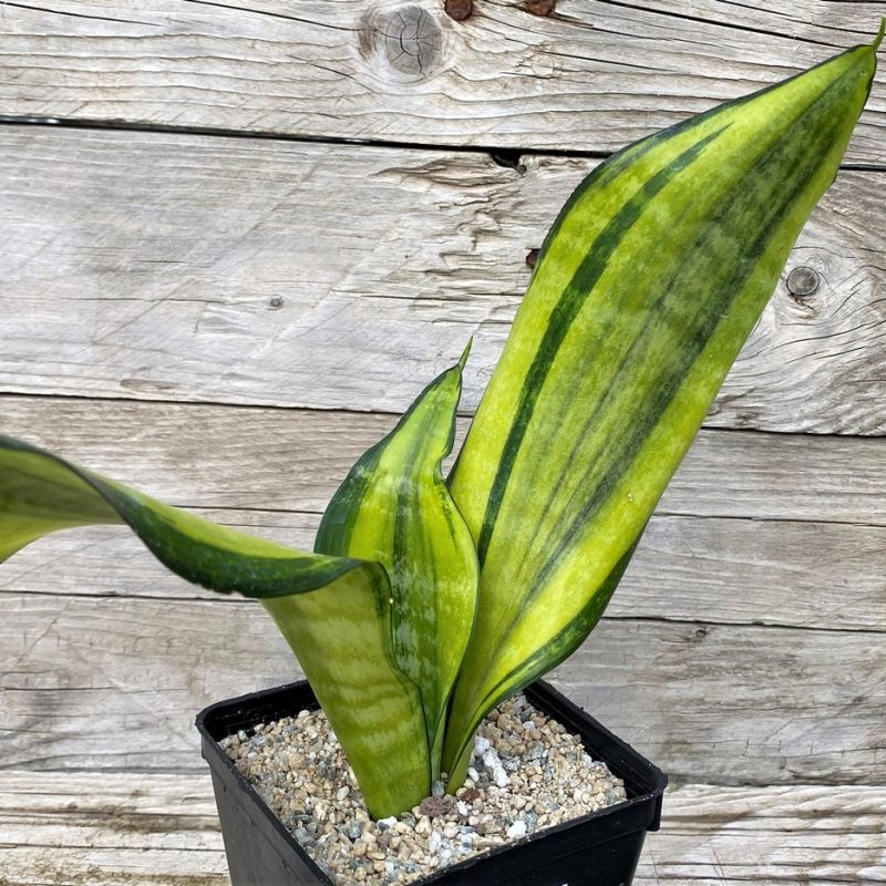 SH27875 Sansevieria 'Futura Gold'