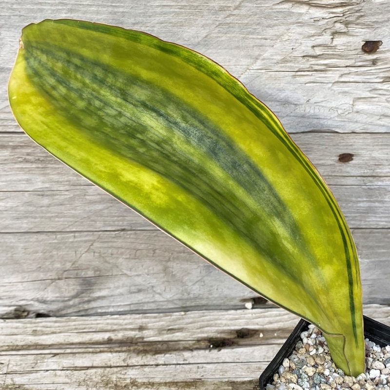 SH27876 Sansevieria 'Masoniana Yellow'