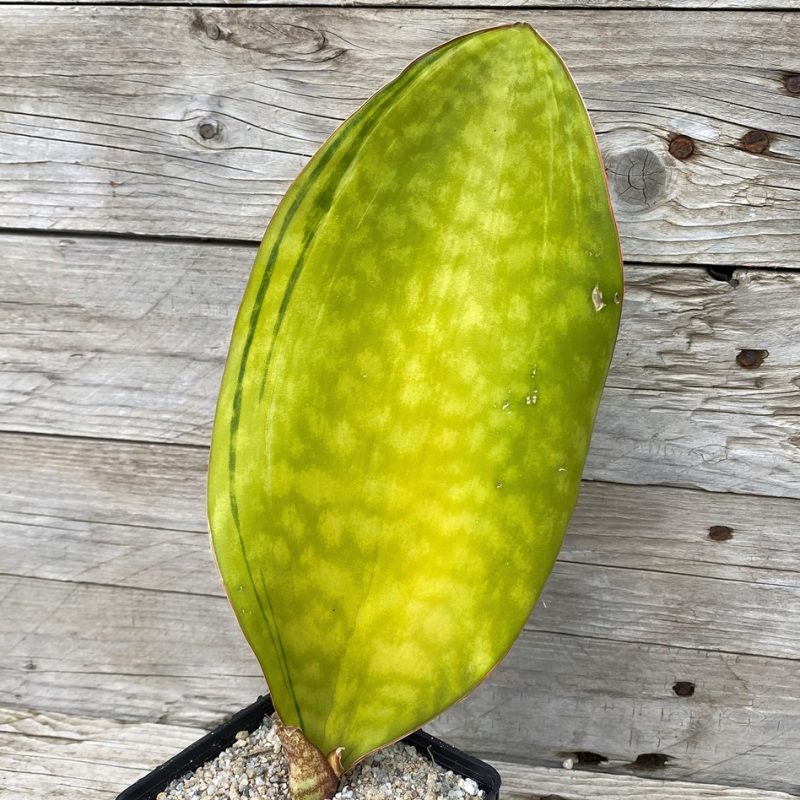 SH27878 Sansevieria 'Masoniana Yellow'