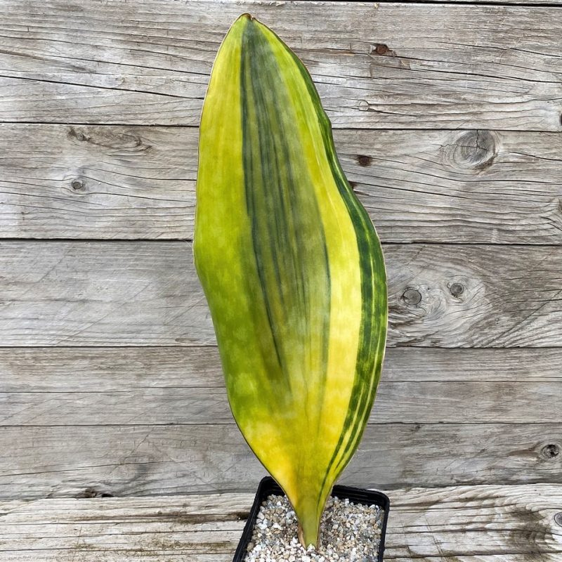 SH27879 Sansevieria 'Masoniana Yellow'