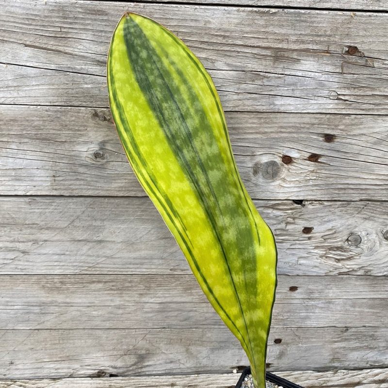 SH27880 Sansevieria 'Masoniana Yellow'