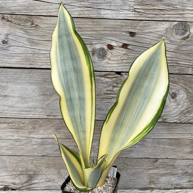 SH27881 Sansevieria 'Splash'