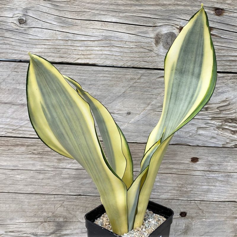 SH27883 Sansevieria 'Splash'