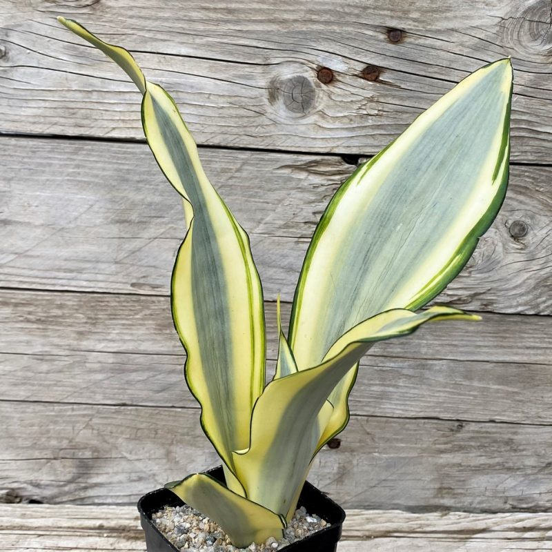 SH27884 Sansevieria 'Splash'