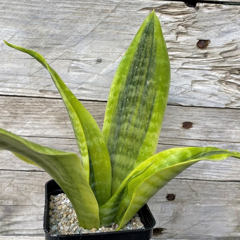 SH27886 Sansevieria 'Futura Simplex'