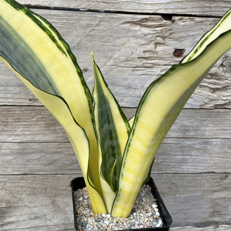 SH27888 Sansevieria 'Asahi'