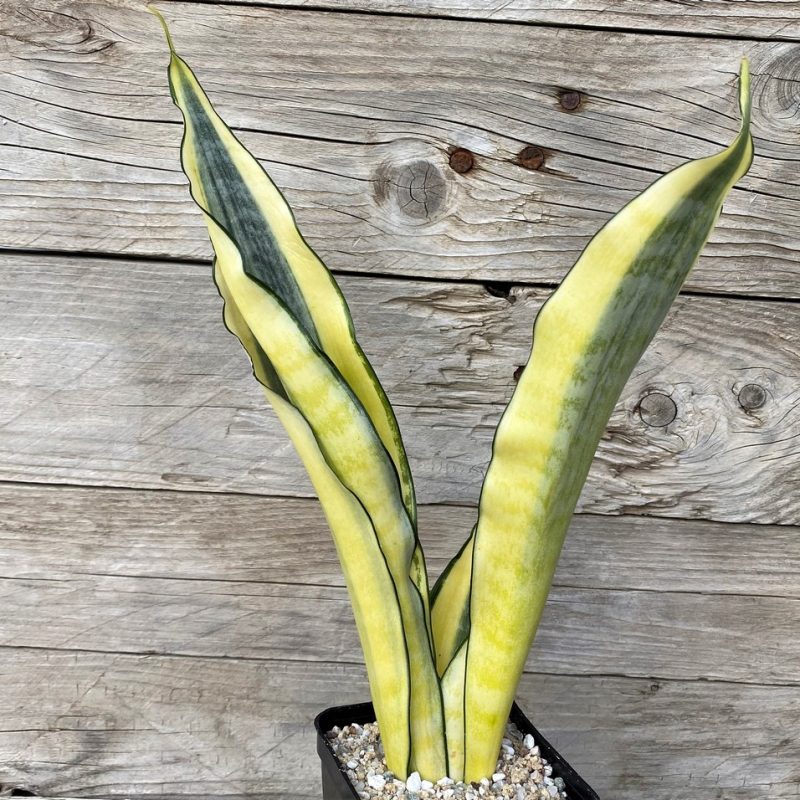 SH27889 Sansevieria 'Asahi'