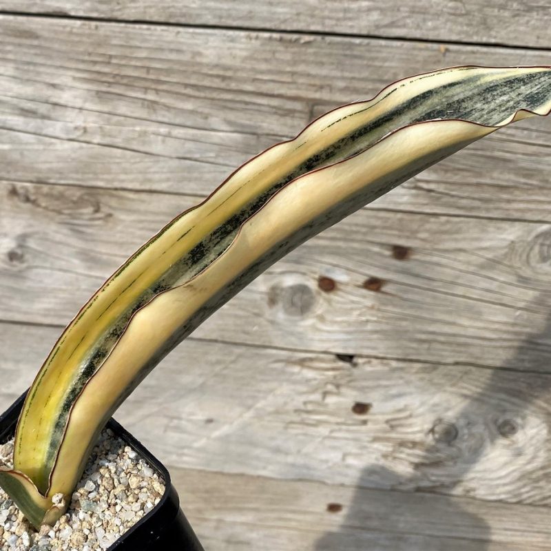 SH27891 Sansevieria kirkii ‘White’