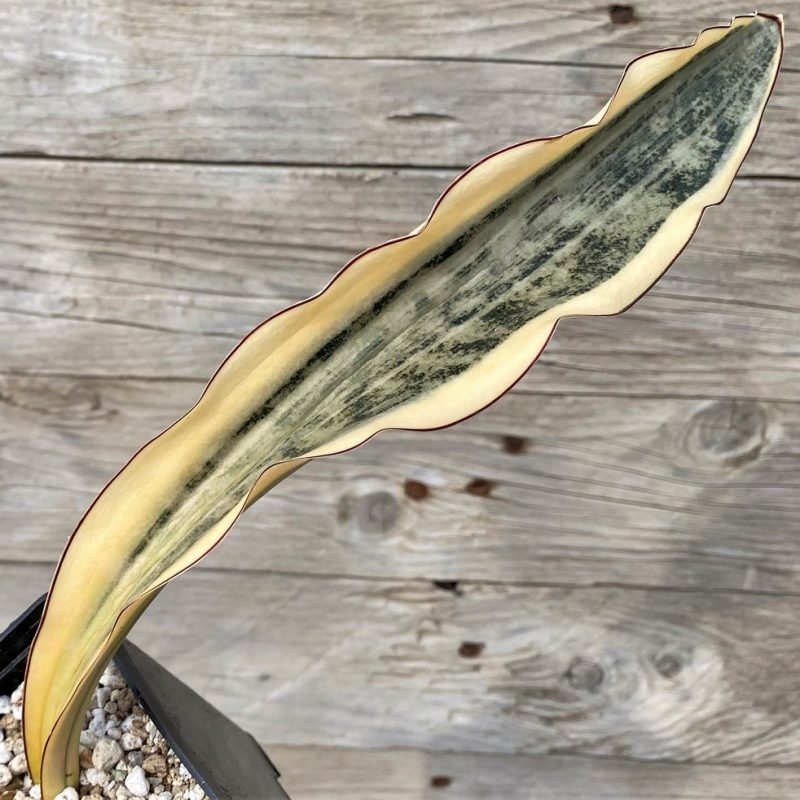 SH27892 Sansevieria kirkii ‘White’