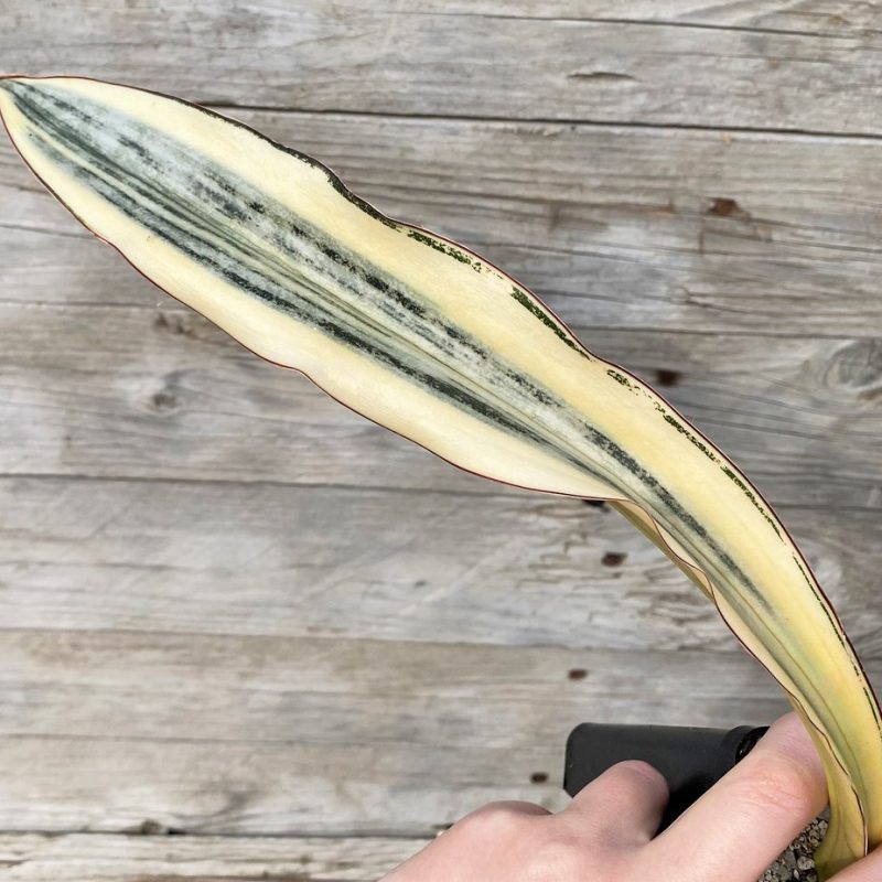 SH27893 Sansevieria kirkii ‘White’