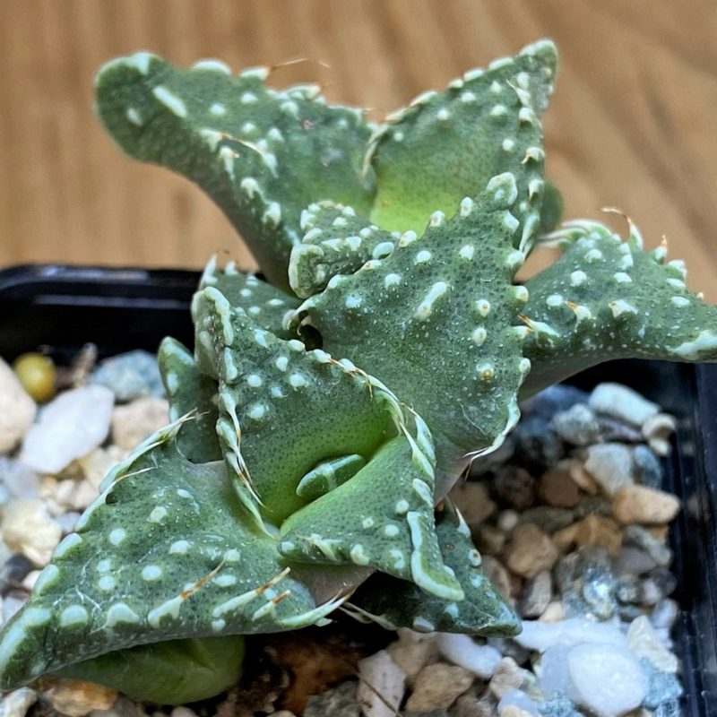 SH28023 Faucaria tuberculosa