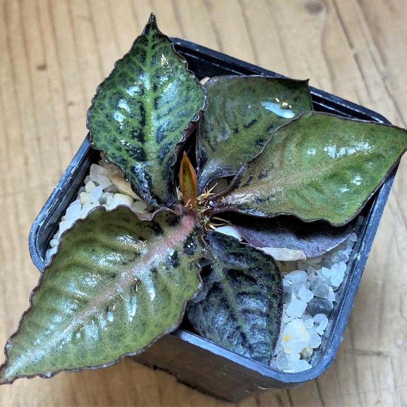 SH28025 Euphorbia francoisii hybrid