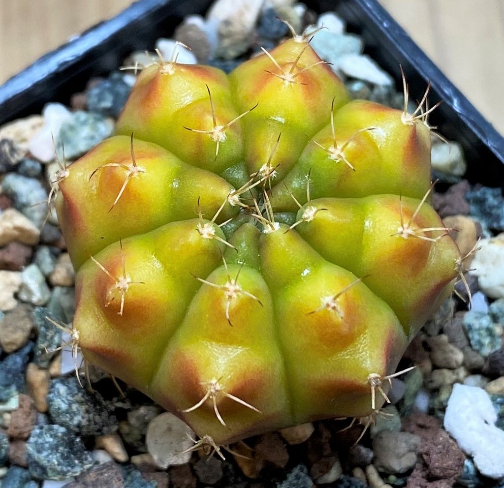 SH27992 Gymnocalycium mihanovichii 'Star Gooseberry'