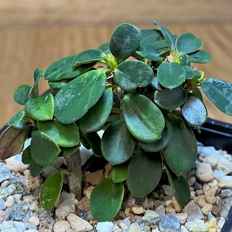 SH28026 Euphorbia millotii f. cristata