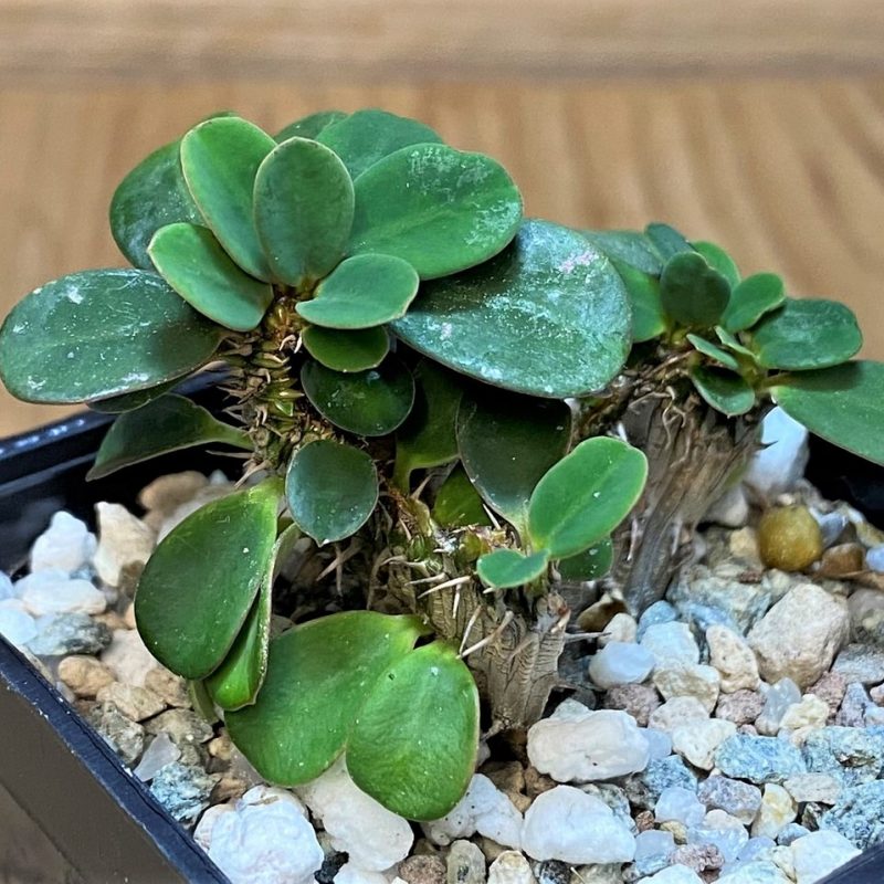 SH28027 Euphorbia millotii f. cristata