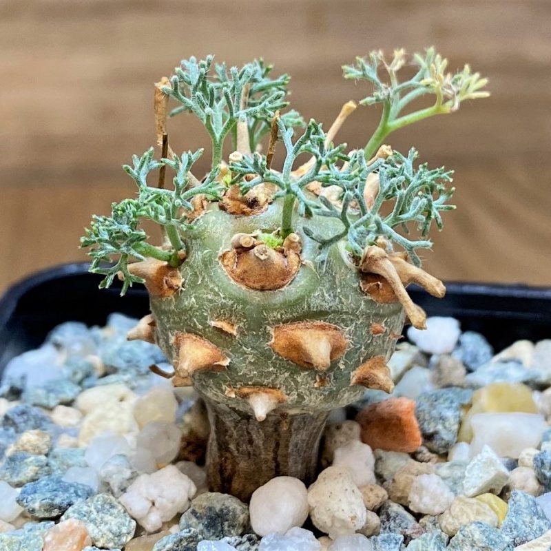 SH28028 Sarcocaulon peniculinum