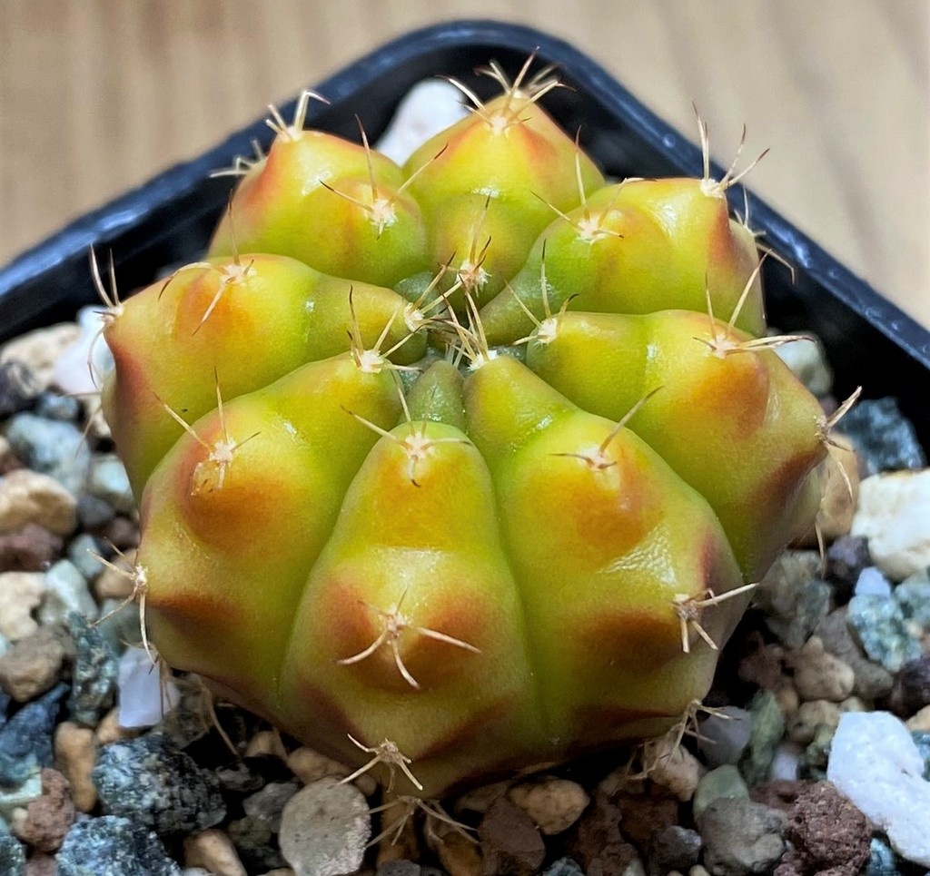 SH27992 Gymnocalycium mihanovichii 'Star Gooseberry' - Imagen 2