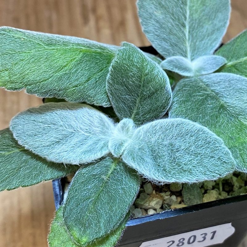 SH28031 Sinningia leucotricha, 2 plants