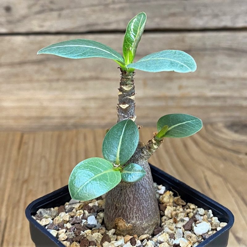 SH28033 Adenium arabicum ‘Black Body’
