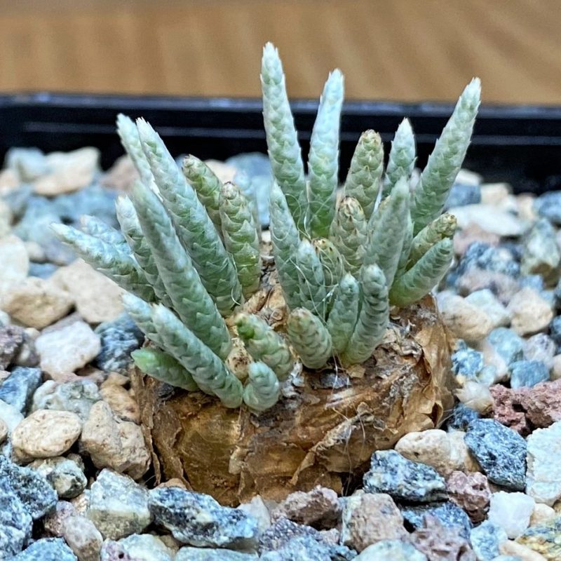 SH28035 Avonia alstonii