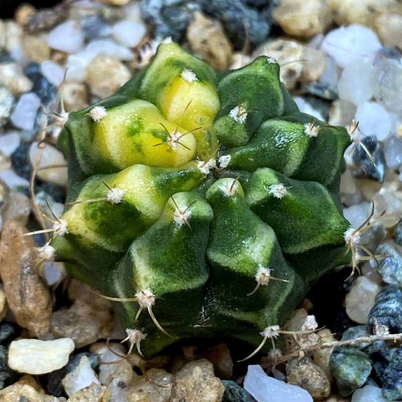 DP27993 Gymnocalycium mihanovichii f. variegata