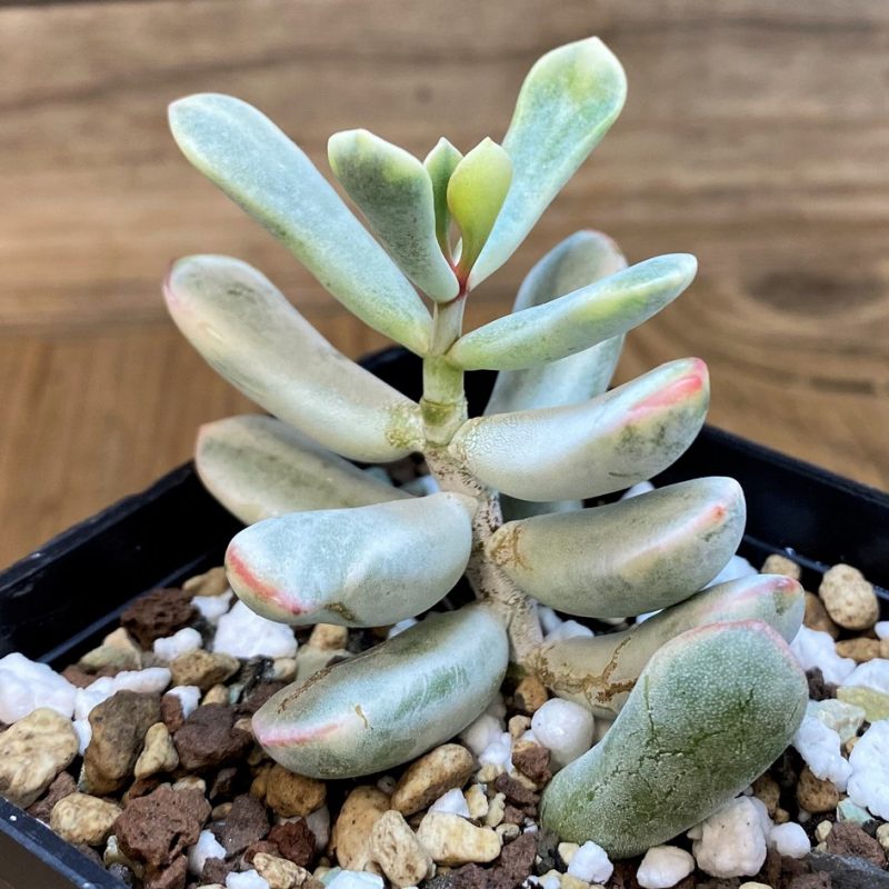 SH28038 Cotyledon orbiculata f. variegata