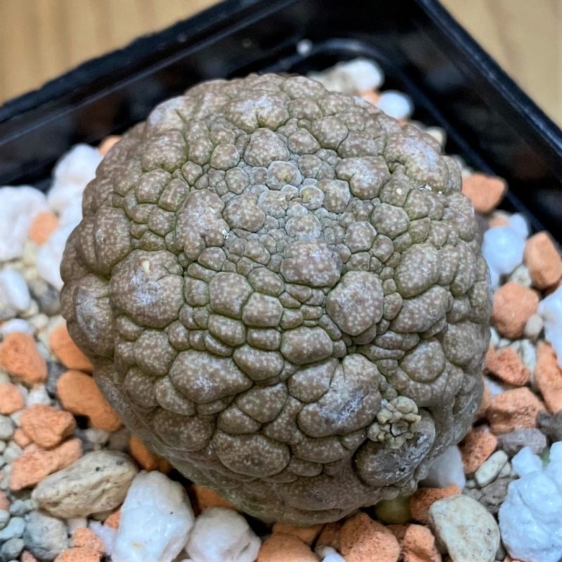 SH28039 Pseudolithos migiurtinus