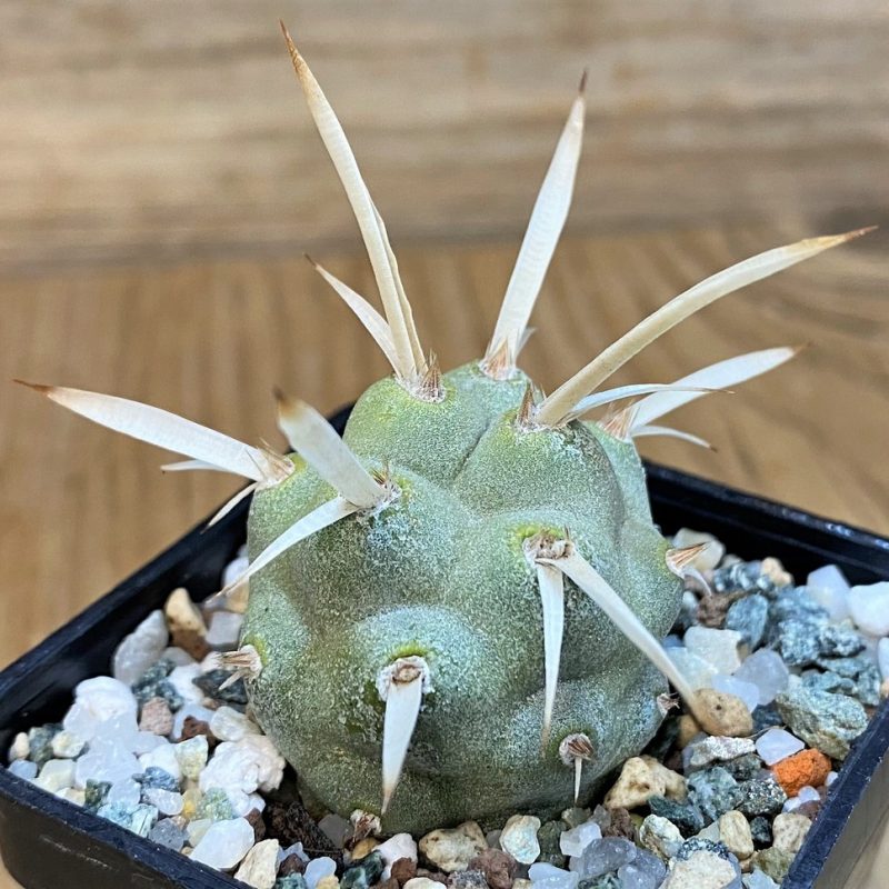 SH28040 Tephrocactus papyracanthus