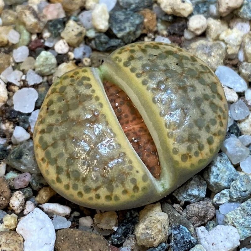 SH28043 Lithops fulviceps L45-66, ex A.Neumann