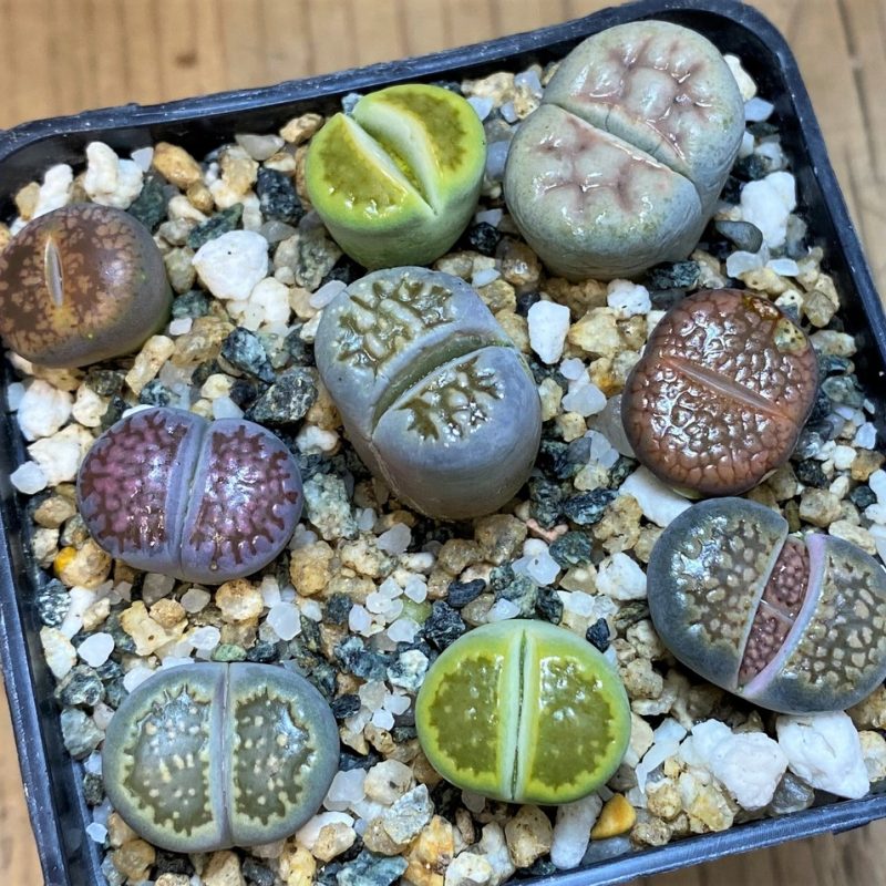 SH28044 Lithops mix