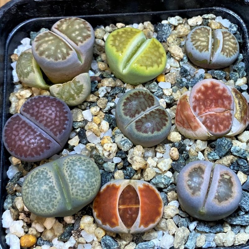 SH28045 Lithops mix