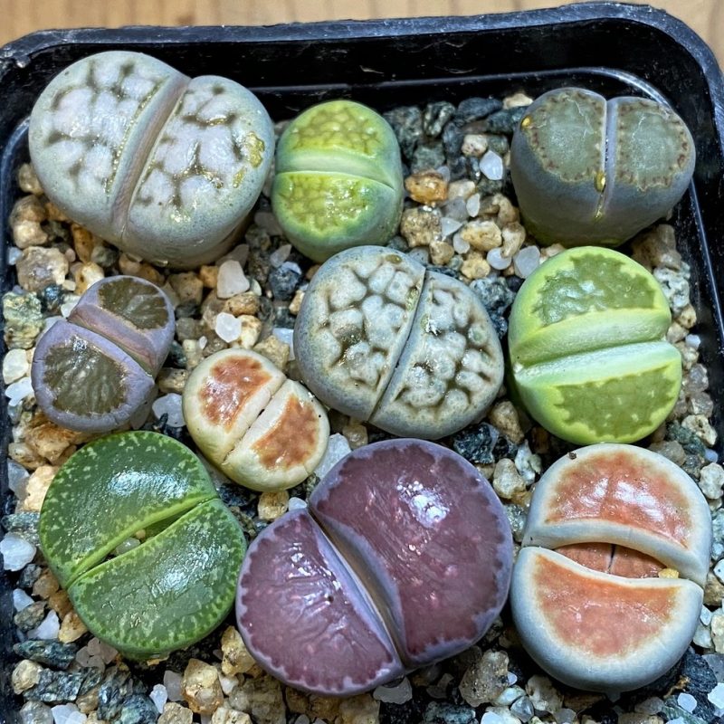SH28046 Lithops mix