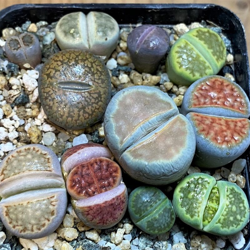 SH28047 Lithops mix