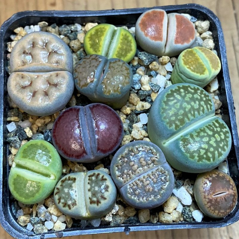 SH28048 Lithops mix