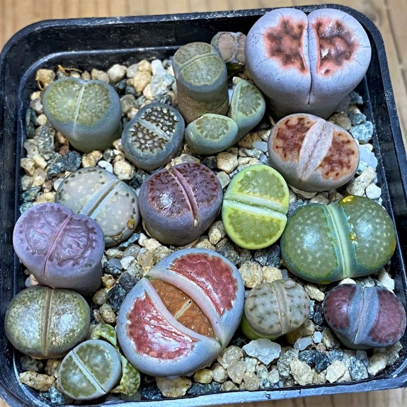 SH28051 Lithops mix