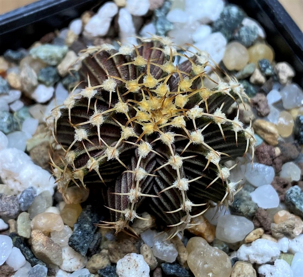 SH27989 Gymnocalycium friedrichii 9R001 - Imagen 2