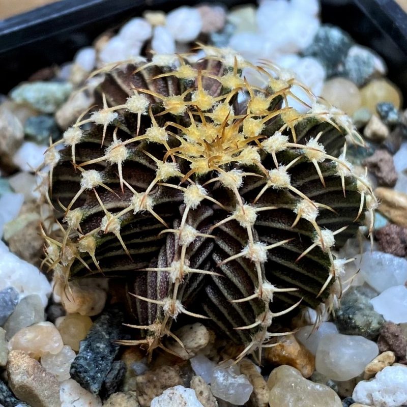 SH27989 Gymnocalycium friedrichii 9R001