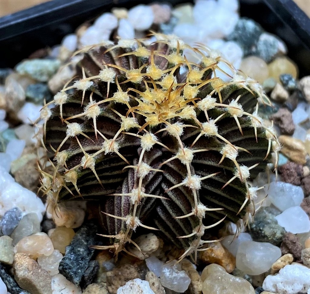 SH27989 Gymnocalycium friedrichii 9R001